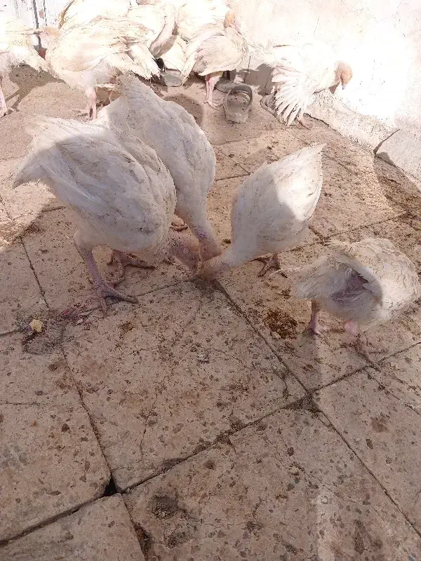 جوجه بوقلمون|حیوانات مزرعه|بسطام, |دیوار