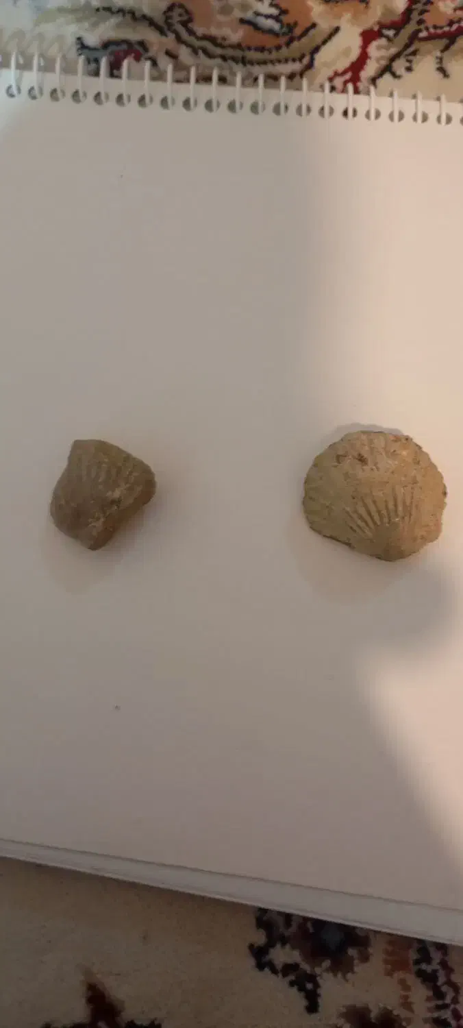دوعدد فسیل بسیار قدیمی وزیبا|کلکسیون اشیاء عتیقه|همدان, |دیوار