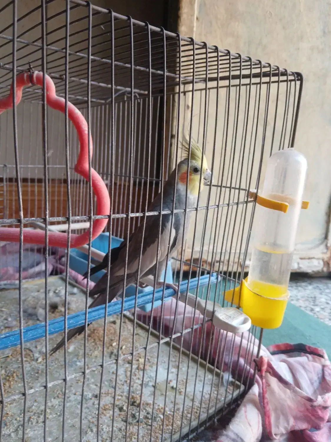 یک عدد عروس پاریس نره برای فروشی|پرنده|کارون, |دیوار