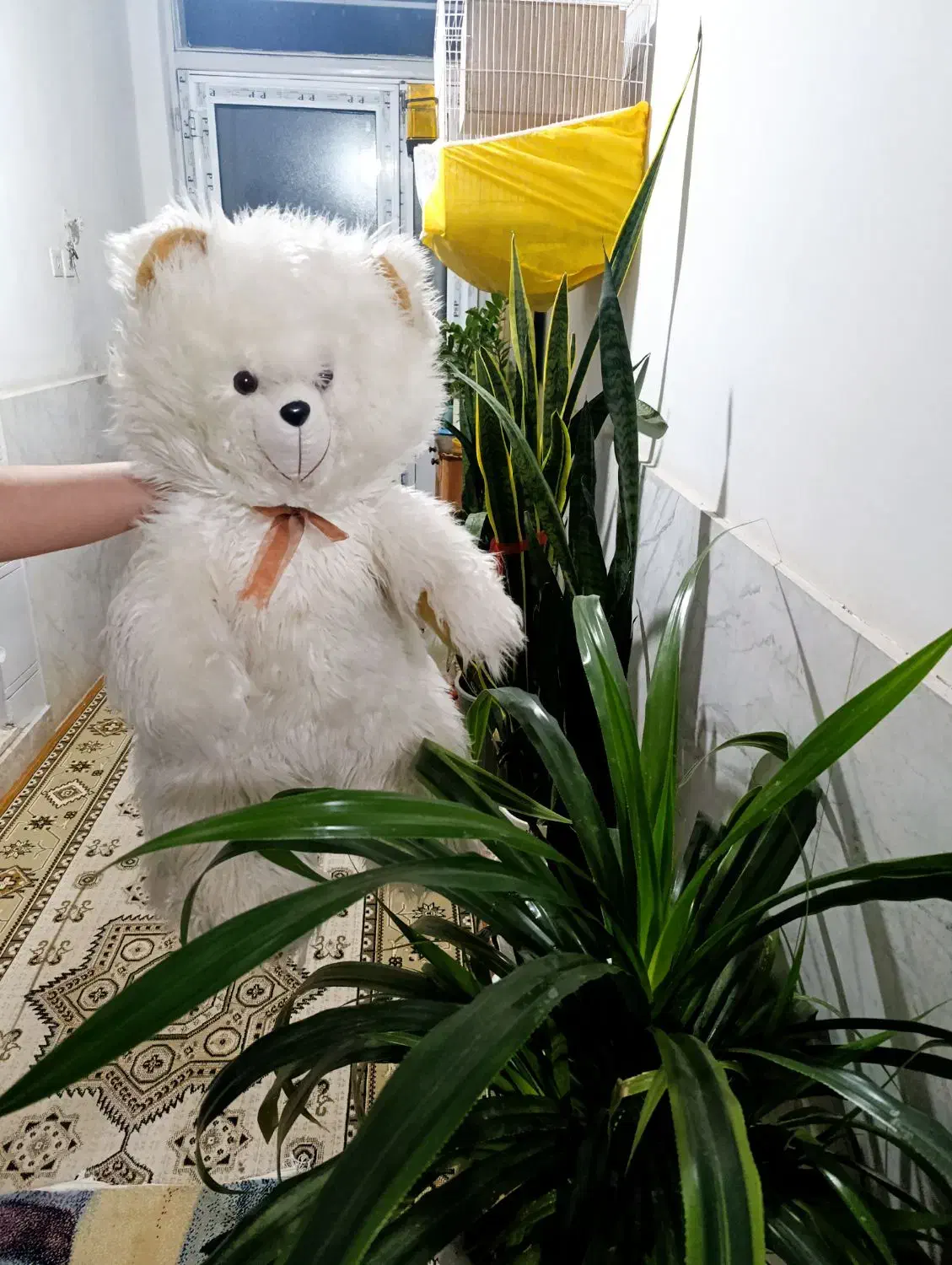 خرس بزرگ قد 80|اسباببازی بچه|سبزوار, قاضی زاد|دیوار