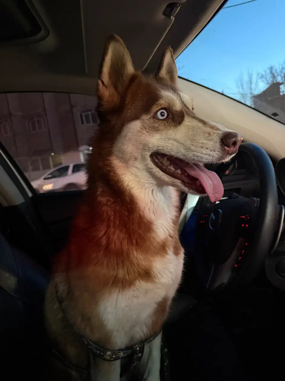 سگ هاسکی پیدا شده|حیوانات|اصفهان, باغ زیار|دیوار