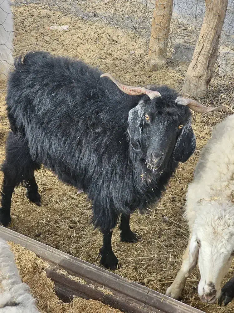 ۳ عدد بز آبستن دونه ۸ تومان|حیوانات مزرعه|نیمروز, |دیوار