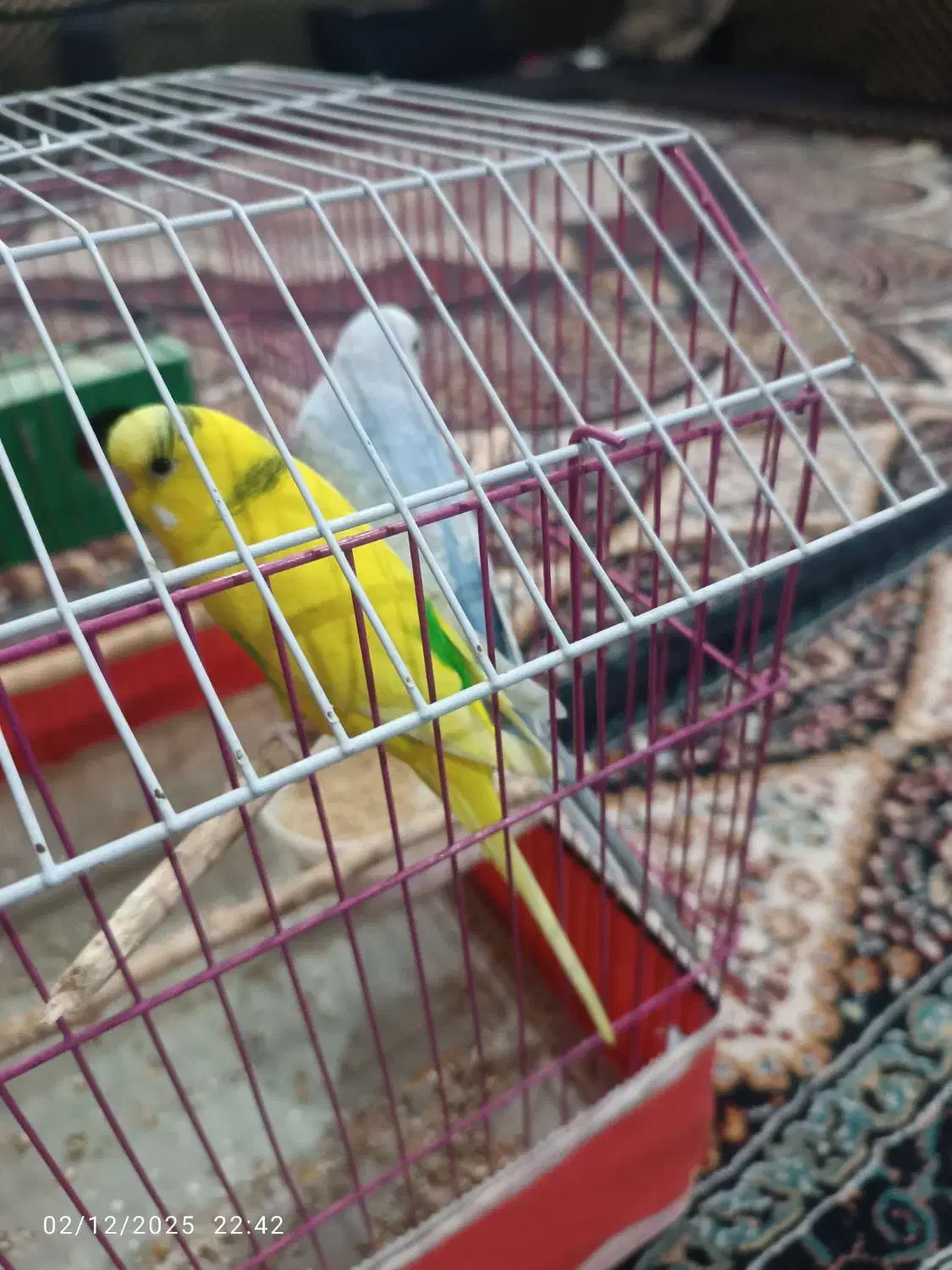 یک جفت نر و ماده مرغ عشق|پرنده|آبادان, |دیوار