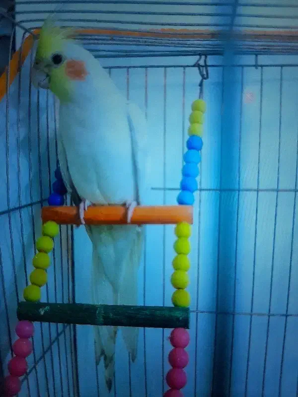 عروس هلندی|حیوانات|مشهد, کوی دروی|دیوار