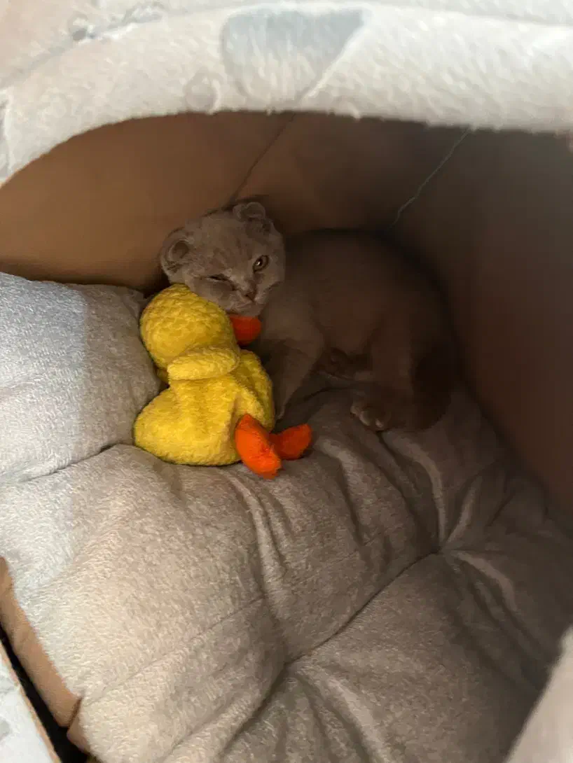 گربه اسکاتیش نر یکساله، رنگ طوسی ملوس و سالم|گربه|اردبیل, |دیوار