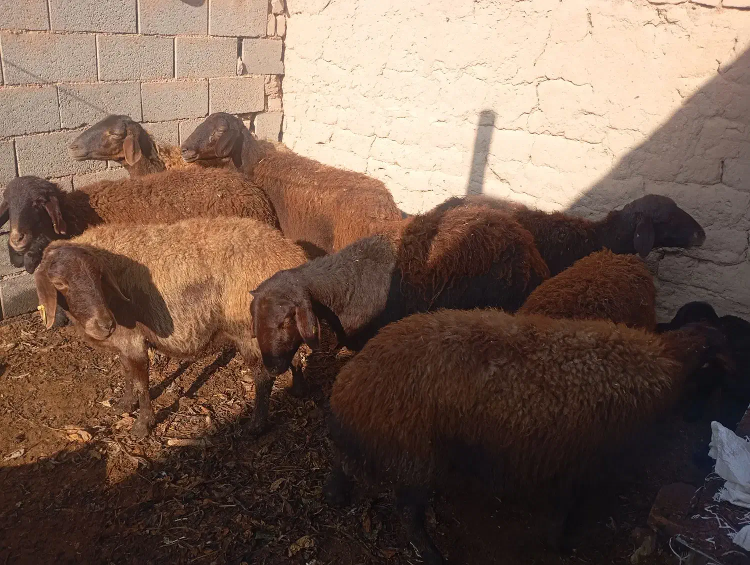 گوسفند|حیوانات مزرعه|سبزوار, علمدار|دیوار