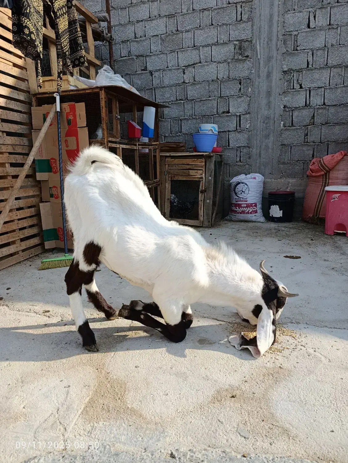 نربز گلابی|حیوانات مزرعه|چغادک, |دیوار