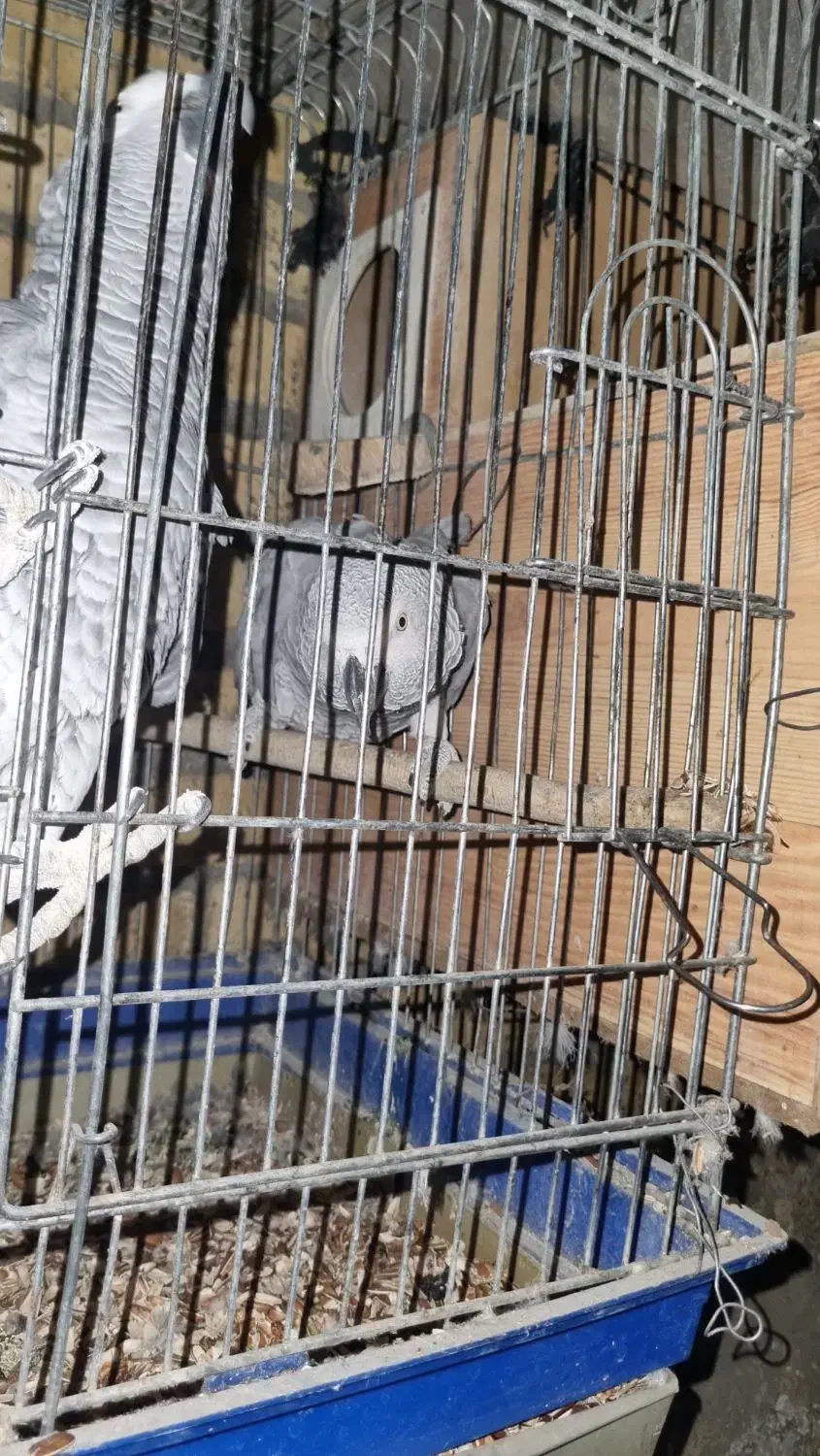 کاسگو کنگو دم‌قرمز|پرنده|گلستان (تهران), |دیوار