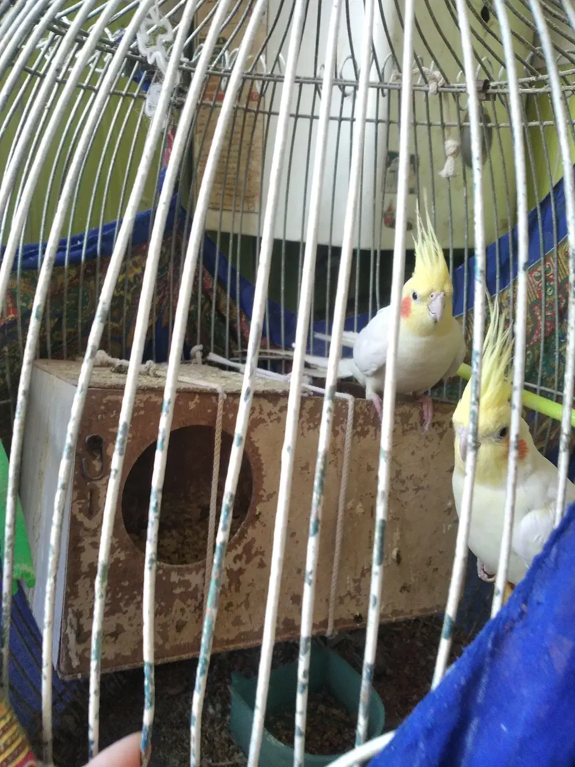 یک جفت عروس هلندی سخنگو با تخم و قفس بزرگ|پرنده|مشهد, انقلاب|دیوار