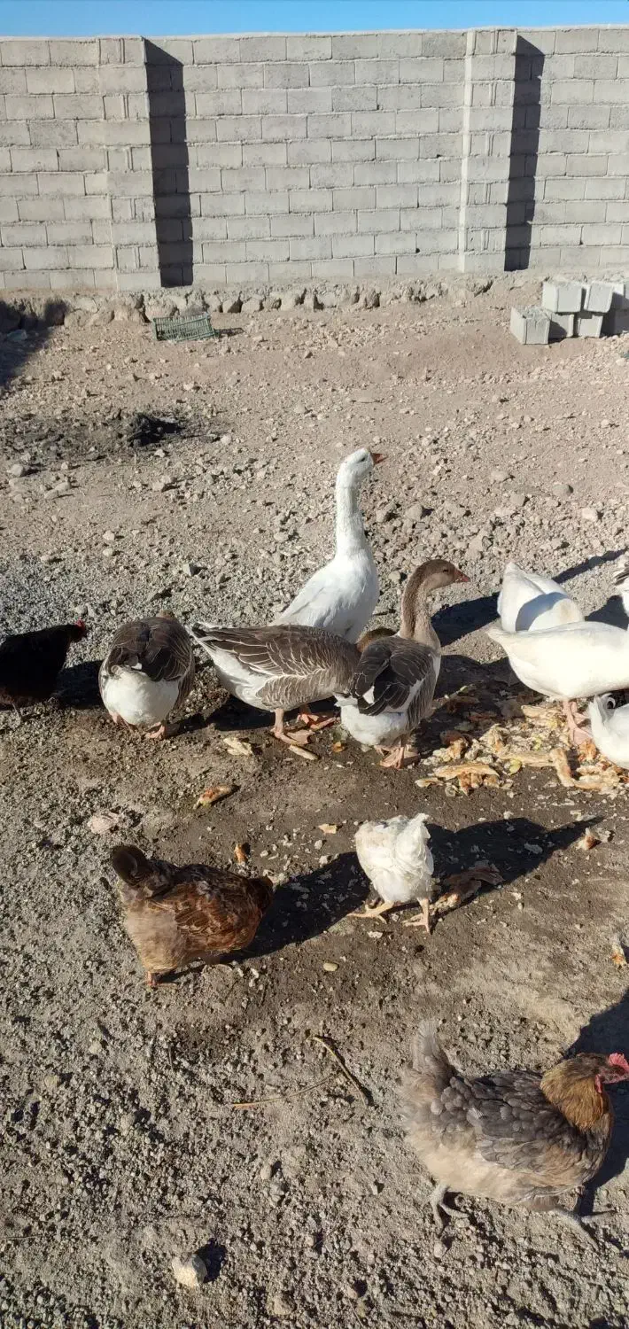 غاز و قوغاز واردک روسی|حیوانات مزرعه|مشگین شهر, |دیوار