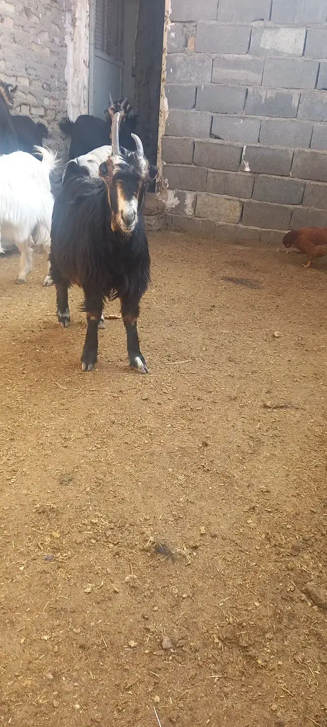 بزغاله|حیوانات مزرعه|پاکدشت, پاکدشت (مامازند)|دیوار