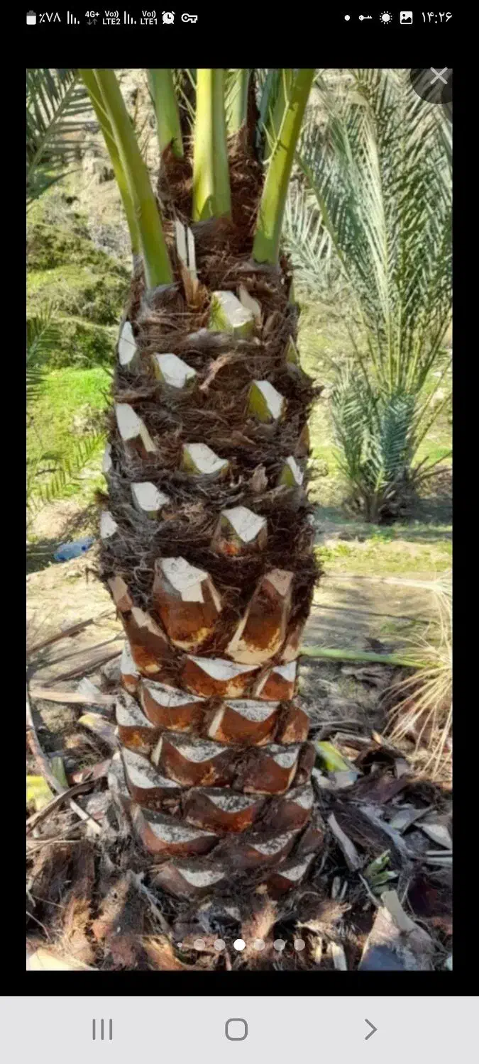 باعبانی وهرس کردن|خدمات باغبانی و درختکاری|اهواز, فاز ۲ پادادشهر|دیوار