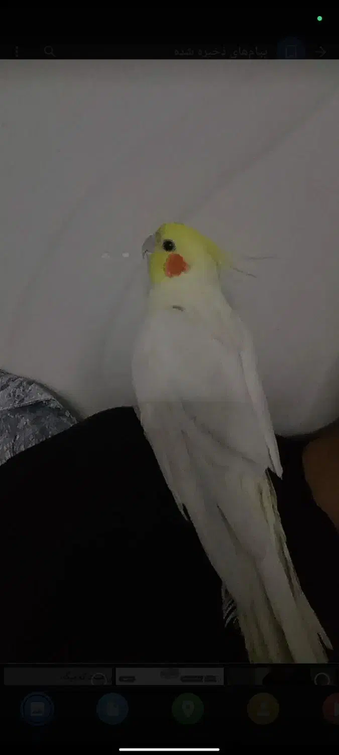 عروس هلندی|پرنده|ماکو, |دیوار