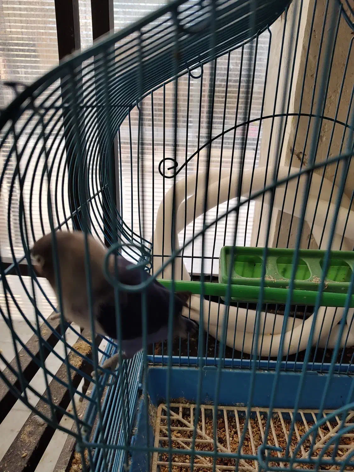 طوطی کوتوله|پرنده|ماهدشت, |دیوار