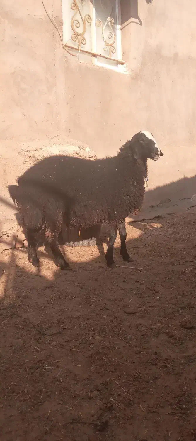 بره قوچ|حیوانات مزرعه|شال, |دیوار