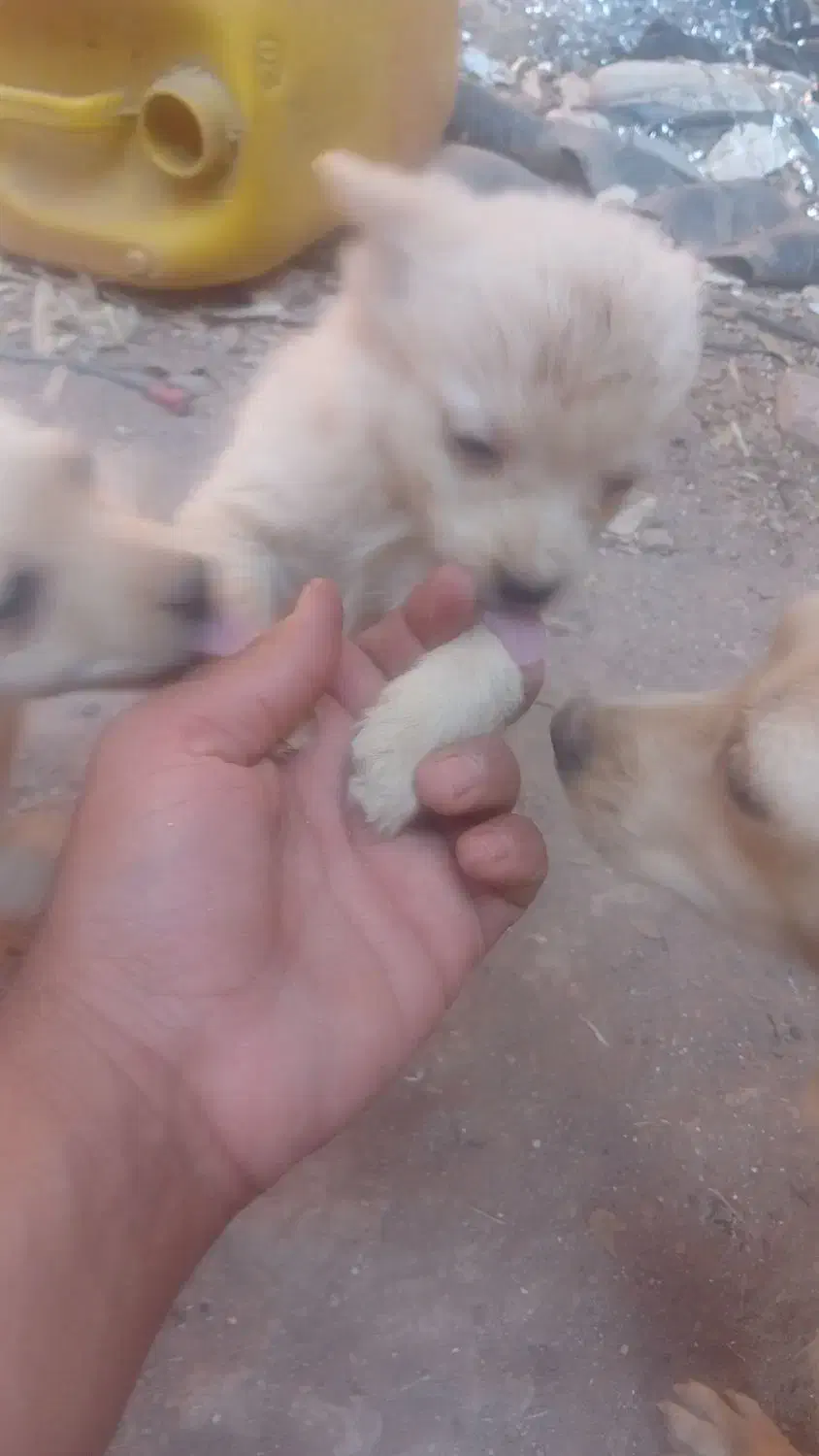 سه تا توله اشپیتز|سگ|رفسنجان, |دیوار