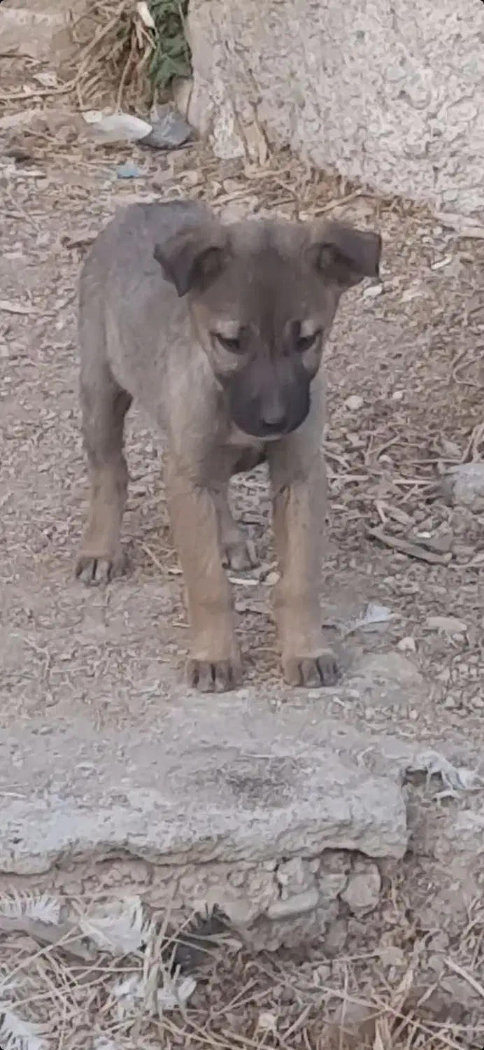 توله مالینویز ماده اصیل|سگ|تهران, امام زاده عبدالله|دیوار