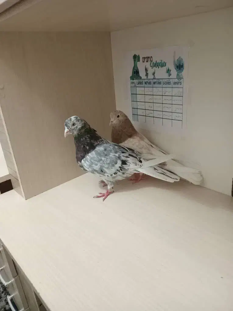 یه جفت کفتر سرور هوای به شرط|پرنده|محمدشهر, محمدشهر|دیوار