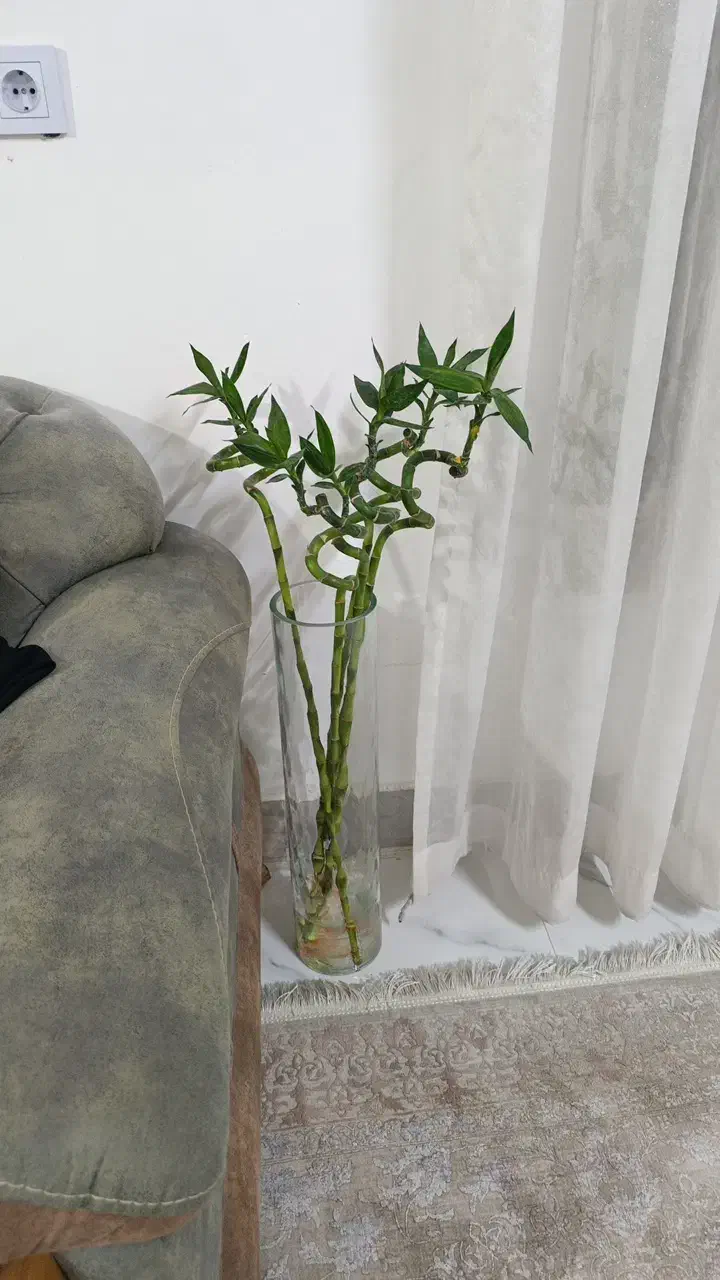 گلدون ،تنگ|گل و گیاه طبیعی|رضویه, |دیوار