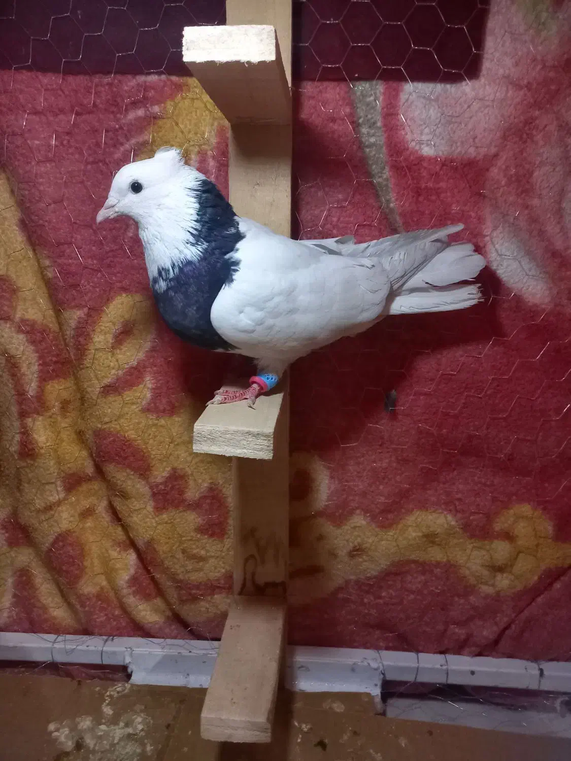 کبوتر طوق سیاه نر|پرنده|شیراز, لاله|دیوار