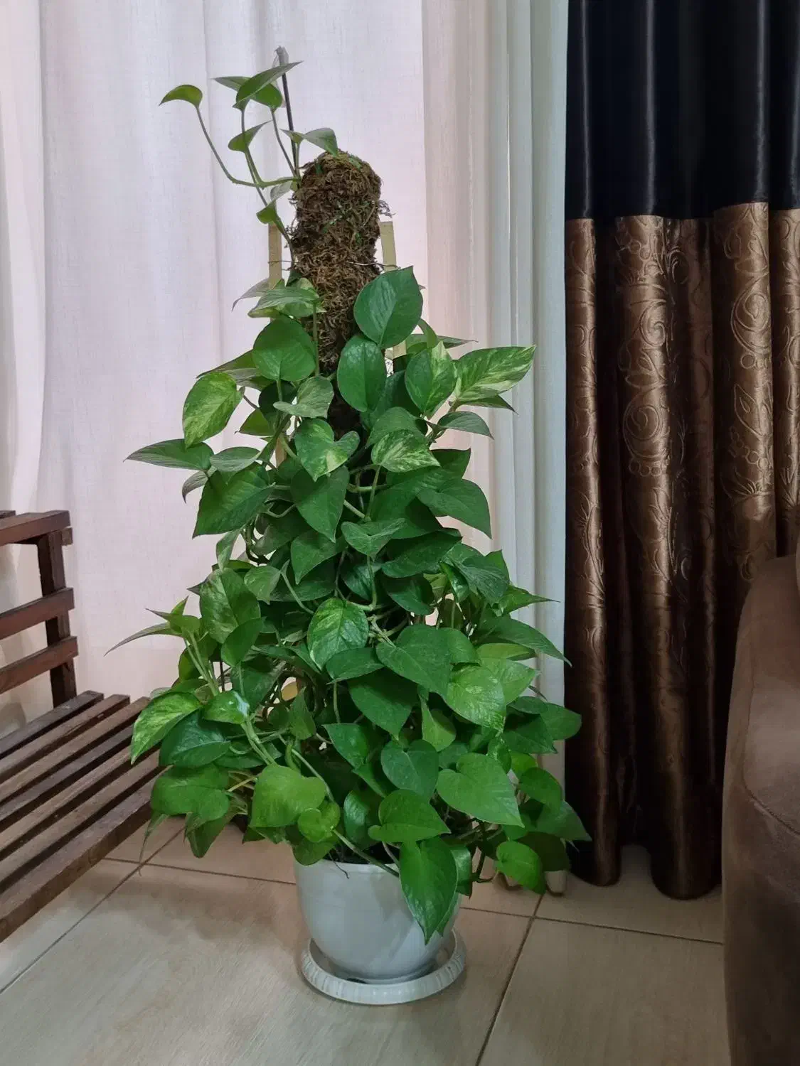 گل پتوس|گل و گیاه طبیعی|شیراز, ترمینال باربری|دیوار