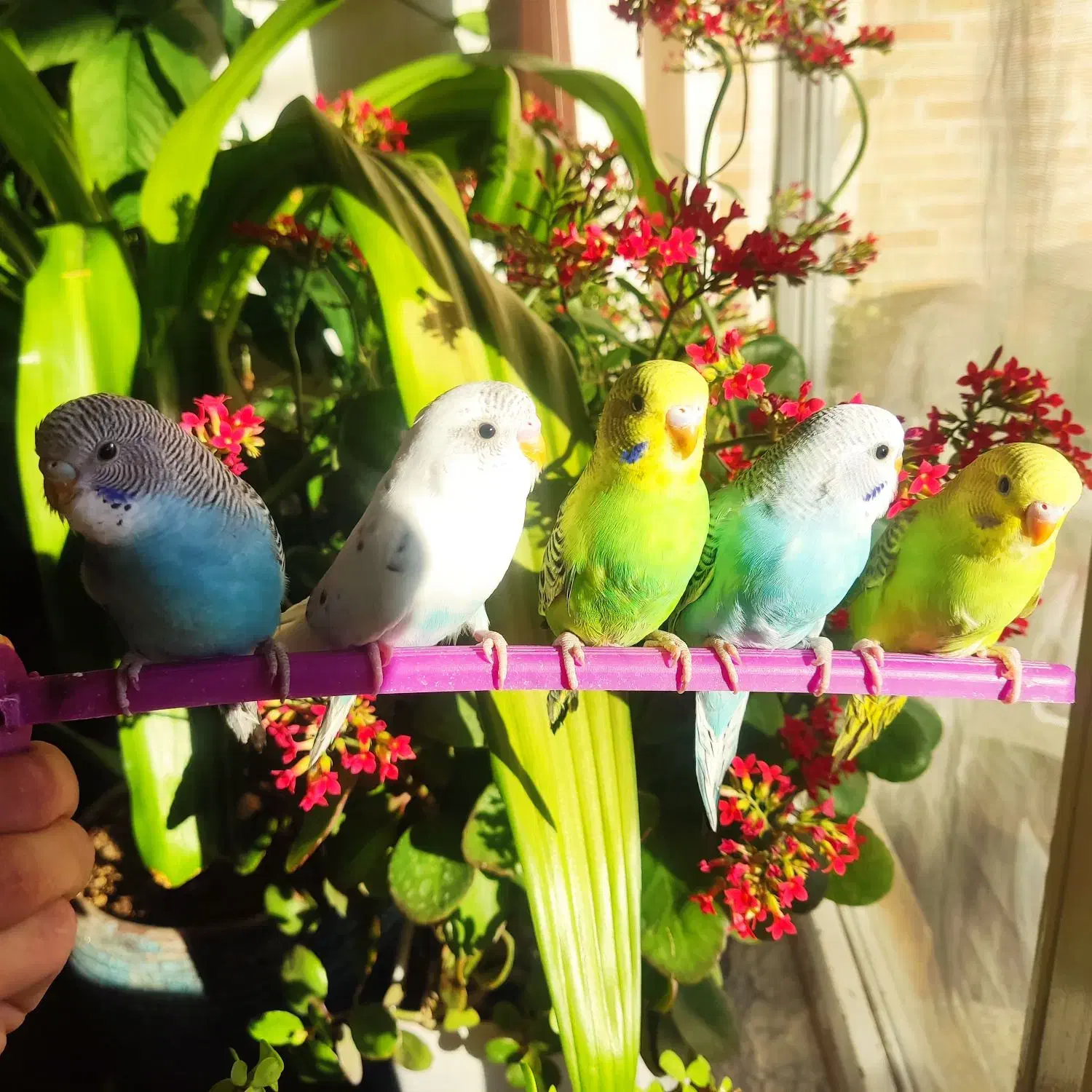 مرغ عشق دستی|پرنده|مبارکه, |دیوار