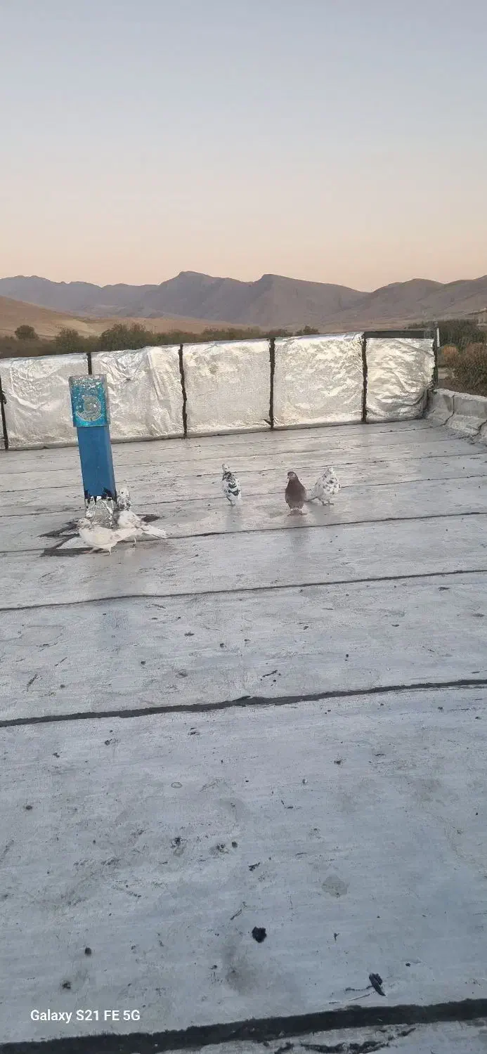 کبوتر پرشی|پرنده|الشتر, |دیوار