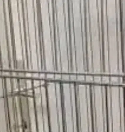 سهره قناری|حیوانات|تهران, جوادیه تهرانپارس|دیوار