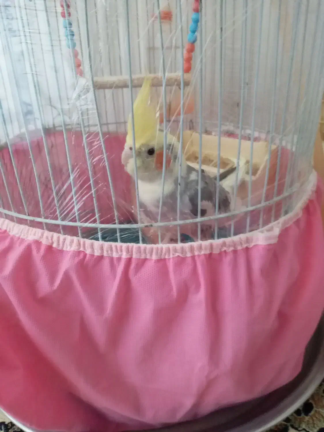 عروس هلندی|پرنده|کامیاران, |دیوار