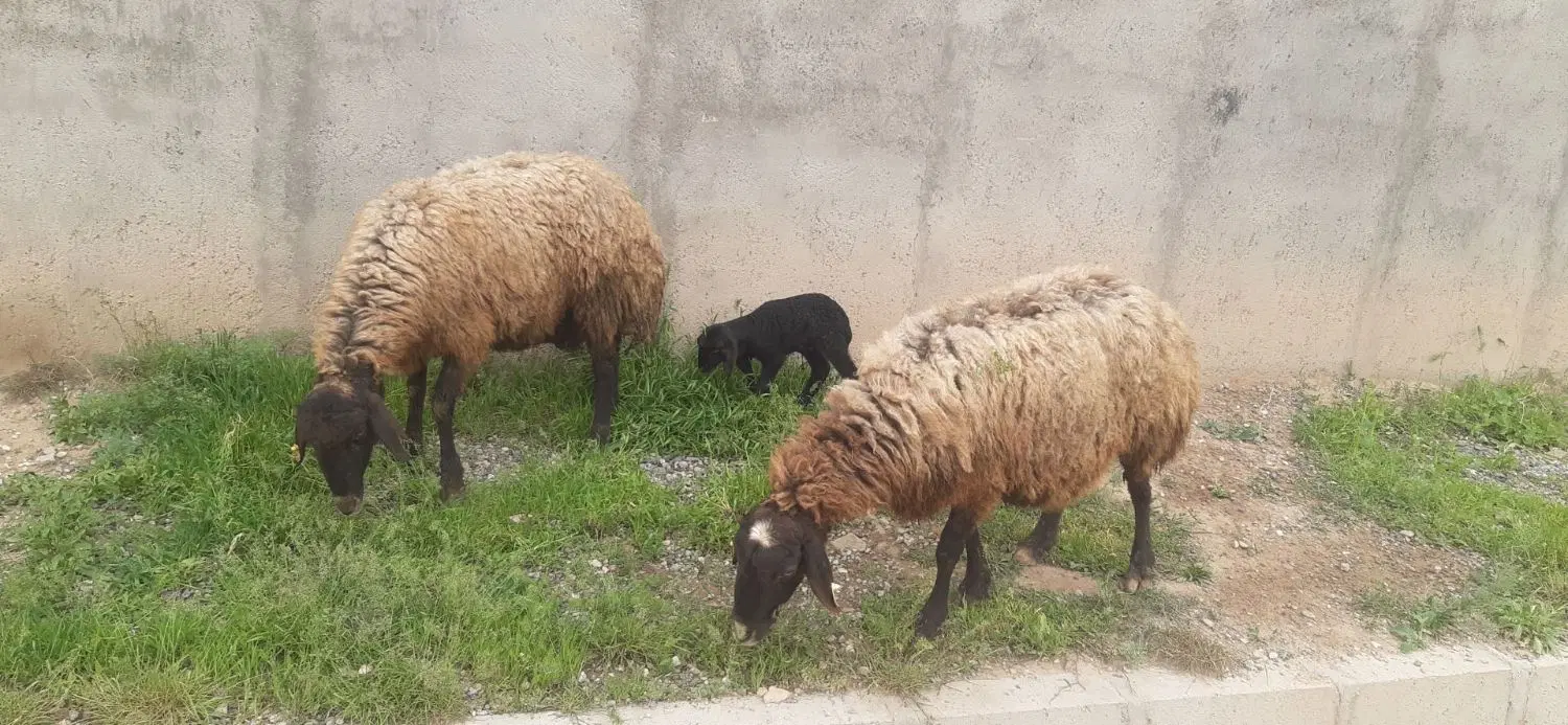 میش جوان|حیوانات مزرعه|دشتابی, |دیوار