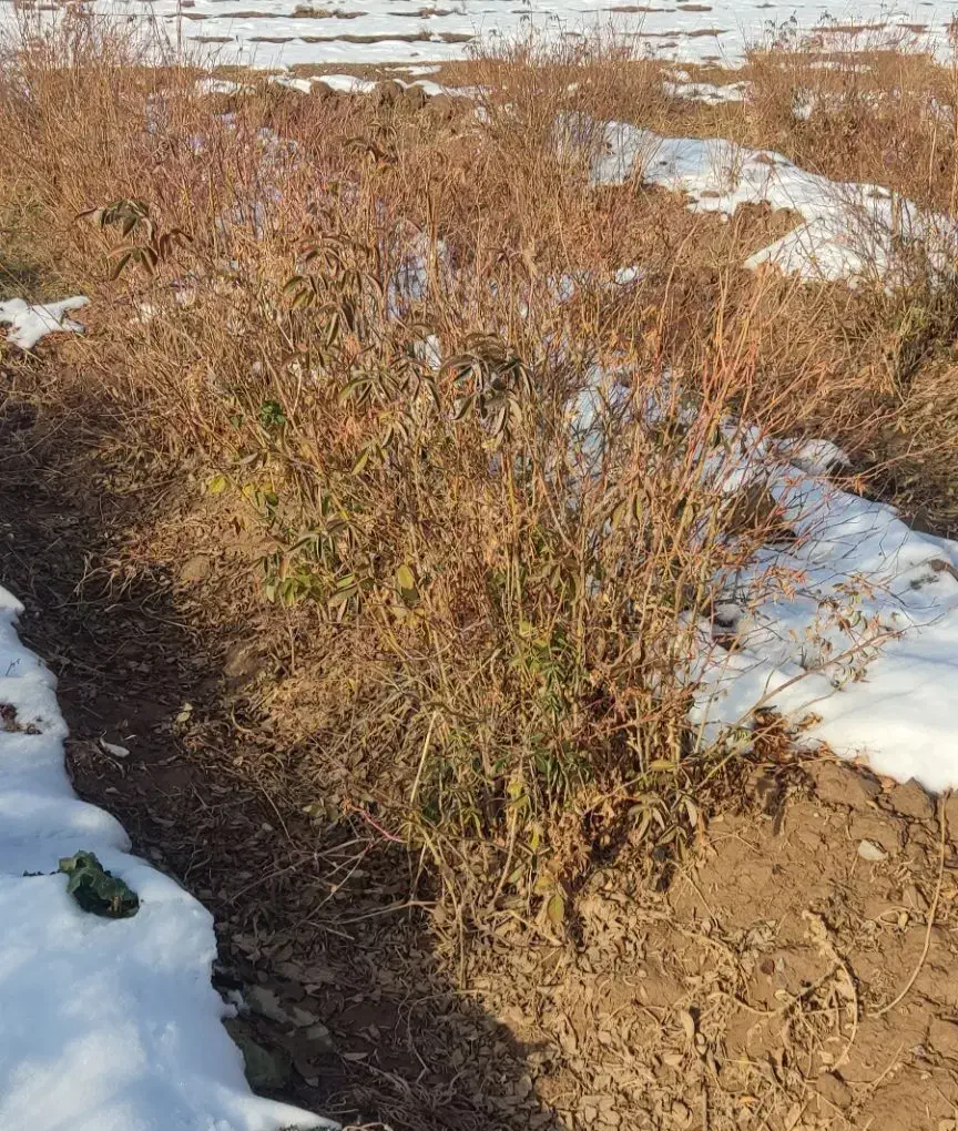 نهال گل محمدی|گل و گیاه طبیعی|مشهد, فرخد|دیوار