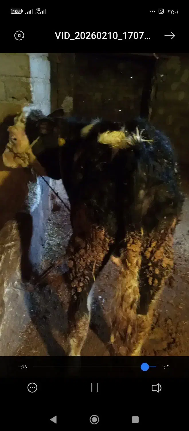 گوساله|حیوانات مزرعه|فیروزآباد (لرستان), |دیوار