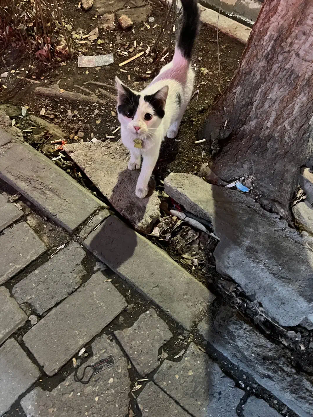 گمشده|حیوانات|تبریز, |دیوار