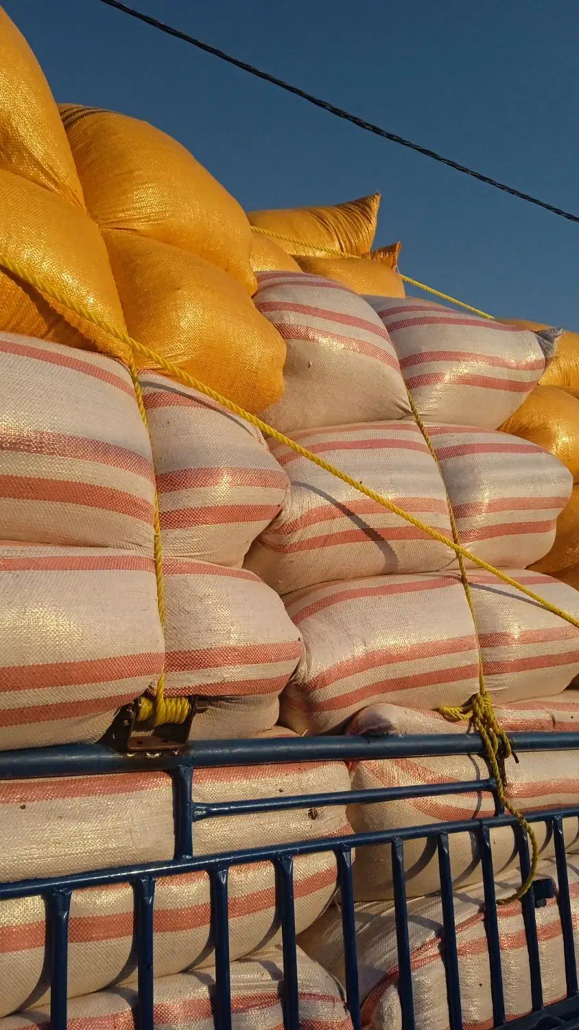 باسلام کاه خوشه گندم سفید وتمیز|عمده‌فروشی|اندیکا, |دیوار