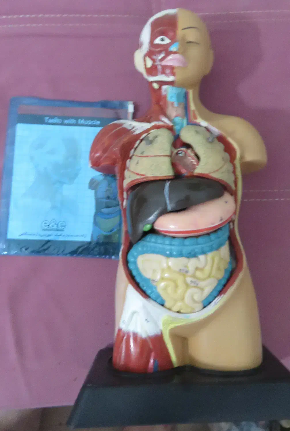 مولاژ نیم تنه انسان (آناتومی) و نمایش ماهیچه ها|آرایشی، بهداشتی، درمانی|آمل, |دیوار