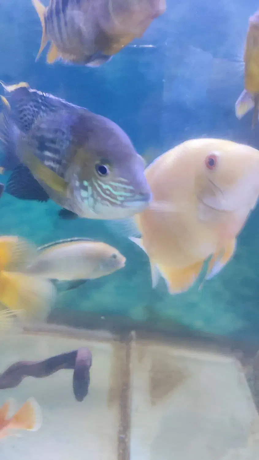 ماهی|ماهی|مشهد, شهید معقول|دیوار