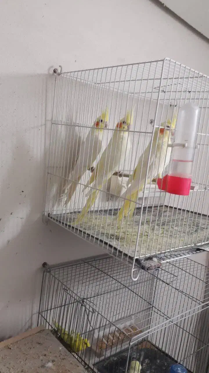 عروس هلندی و مرغ عشق|پرنده|گرگان, |دیوار