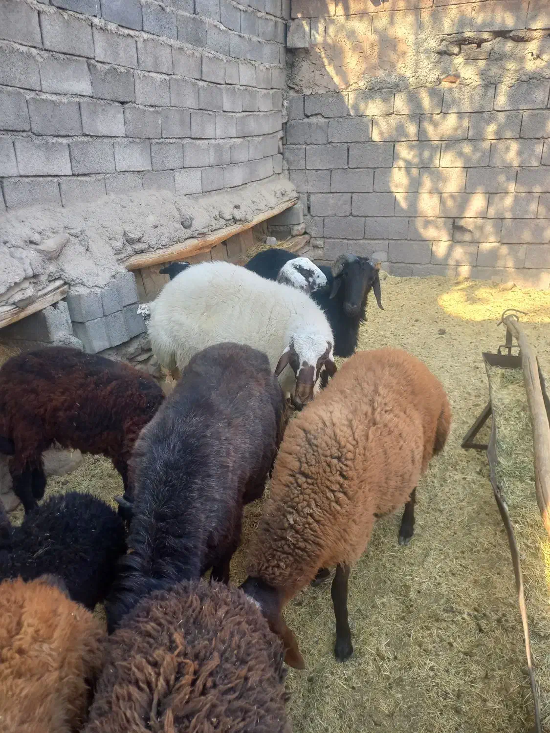 فروش بره کشتاری|حیوانات مزرعه|فیروزکوه, |دیوار