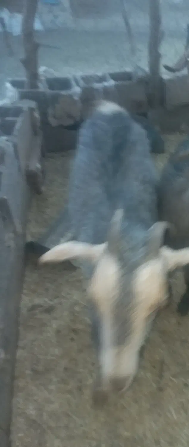 کهره تیشتر|حیوانات مزرعه|یاسوج, |دیوار