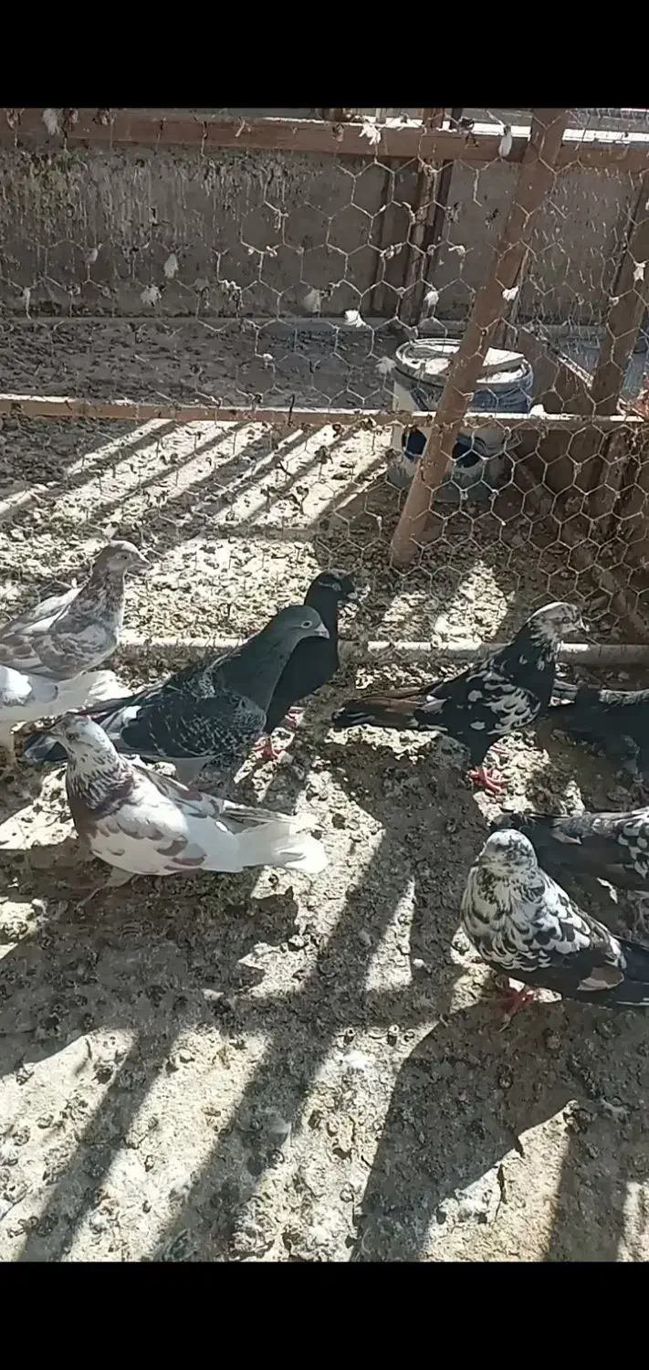 تعدادی غریب گیری|پرنده|ابهر, |دیوار