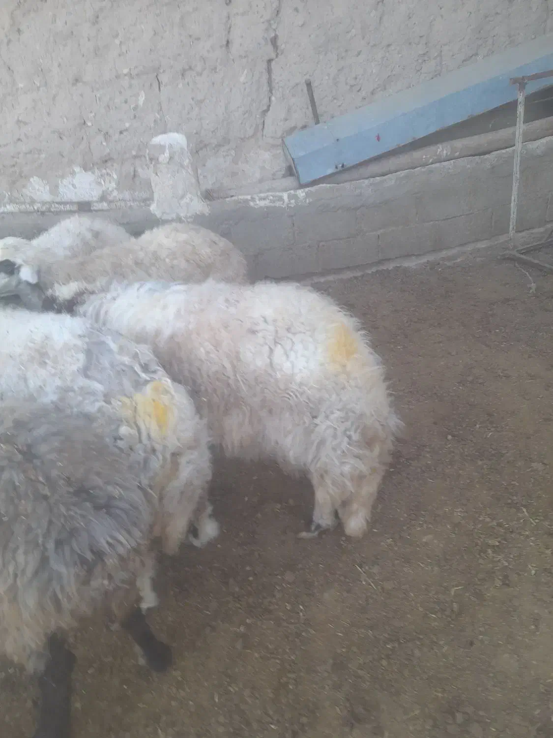 میش اوست جوان درشت|حیوانات مزرعه|تربت جام, جلگه موسی آباد|دیوار