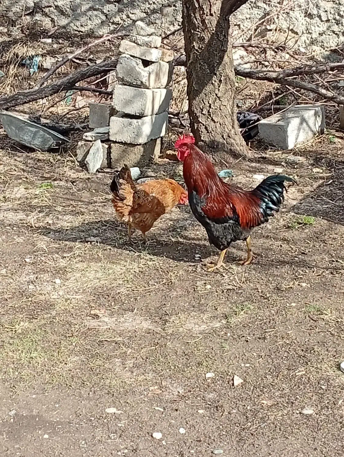 مرغ و خروس|حیوانات مزرعه|سیلوانه, |دیوار