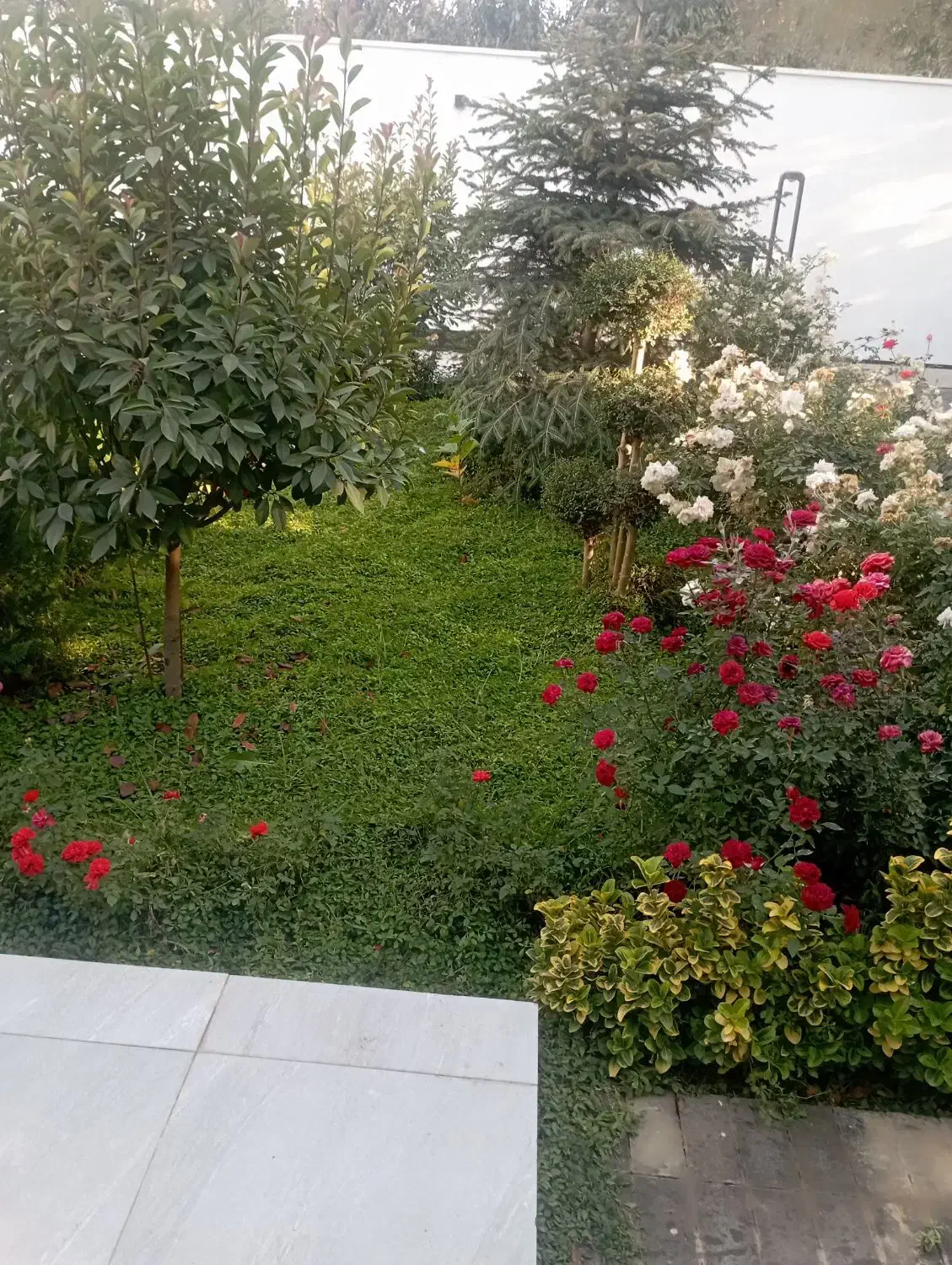 باغبانی تعویض گلدان هرس کرج چهارباغ مهرشهر کیانمهر|خدمات باغبانی و درختکاری|چهارباغ, |دیوار