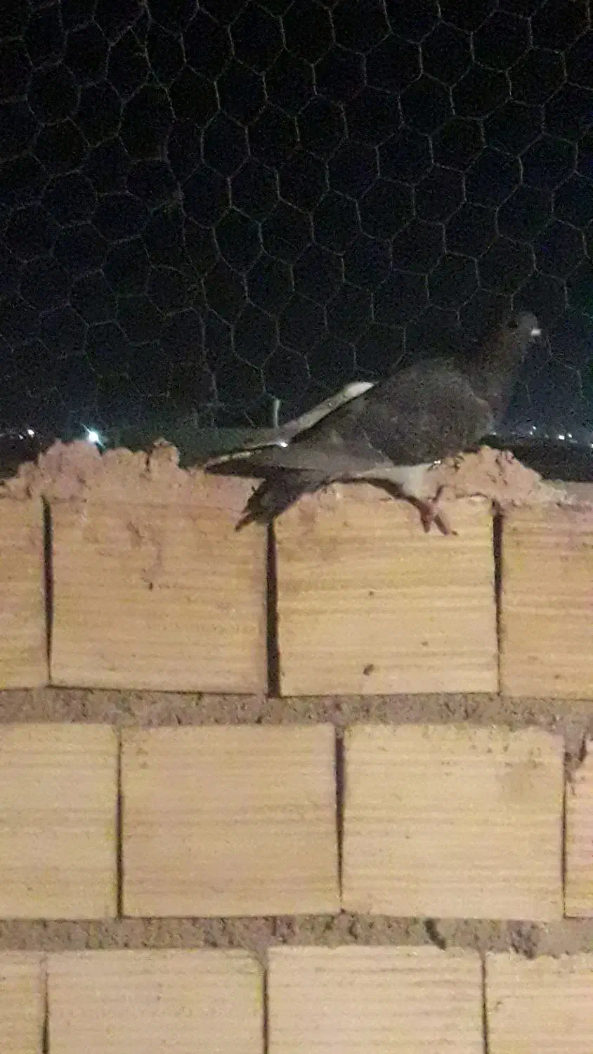 بدرنگ پلاکی|پرنده|رفسنجان, |دیوار