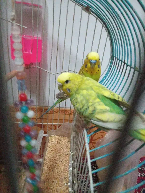 مرغ عشق|پرنده|مود, |دیوار