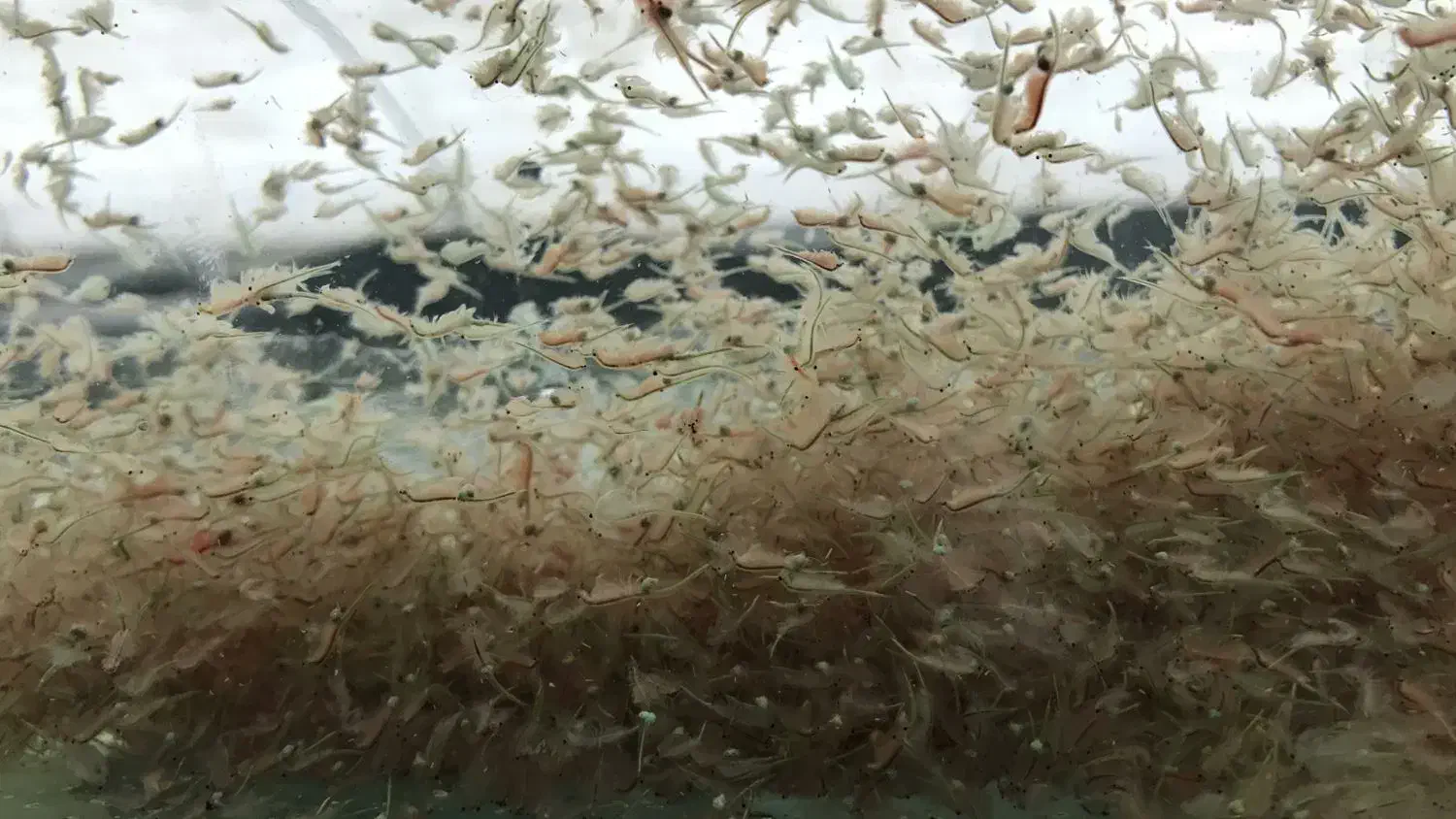 آرتمیا زنده و منجمد موج سبز|ماهی|ری, فیروزآباد|دیوار