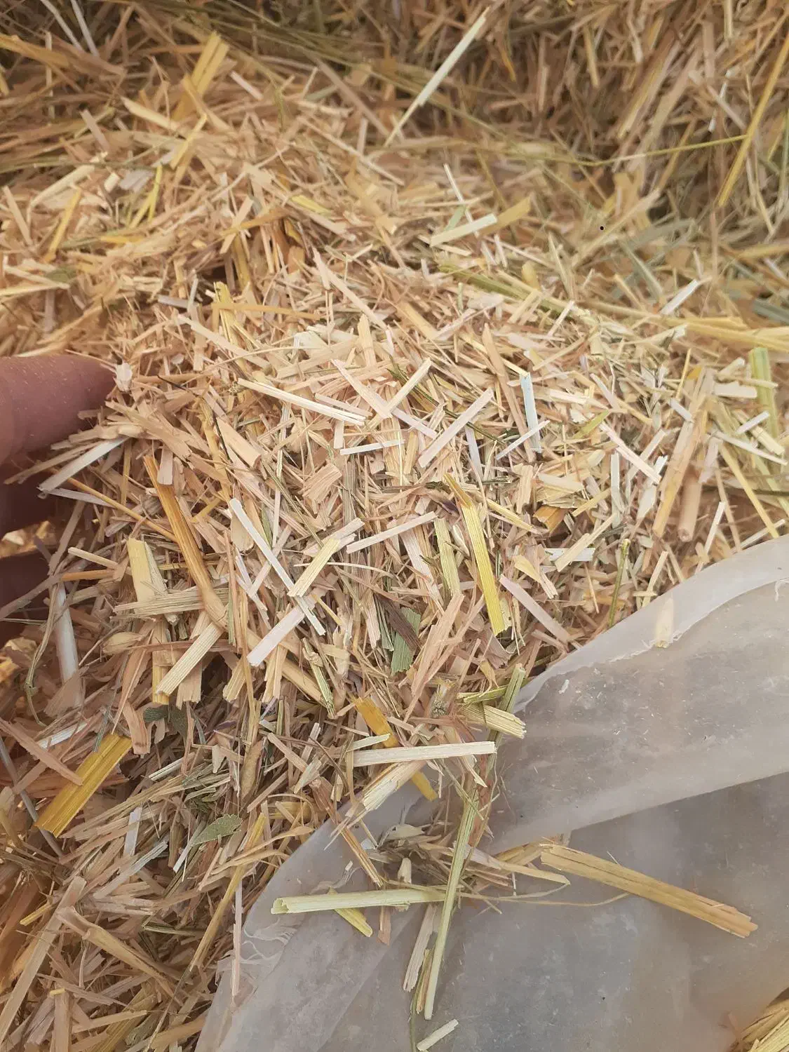 گاه بفروش می رسد|حیوانات مزرعه|شوط, |دیوار