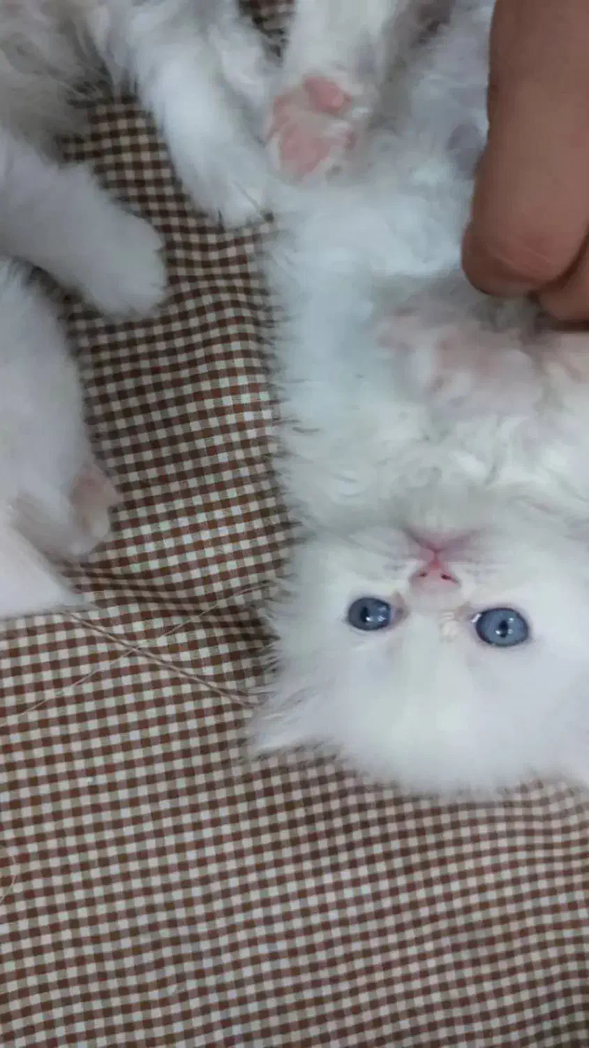 پرشین عروسکی چشم ابی|گربه|یزد, |دیوار