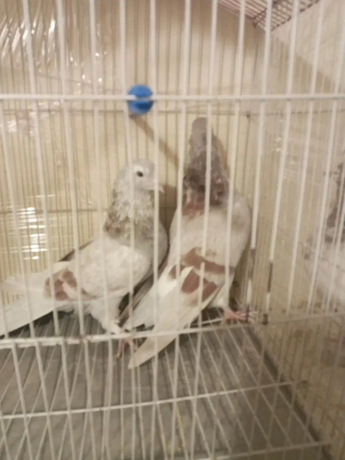 کفتر|پرنده|مشکین‌دشت, |دیوار