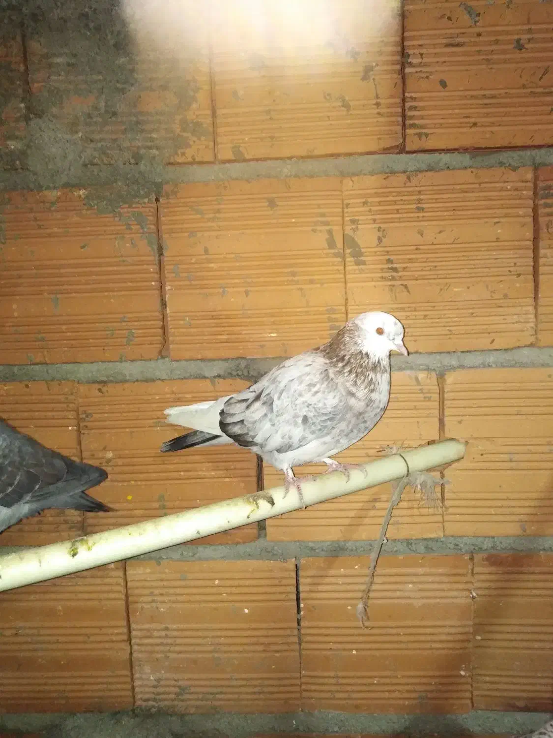 کبوترپرشی|پرنده|بابل, |دیوار